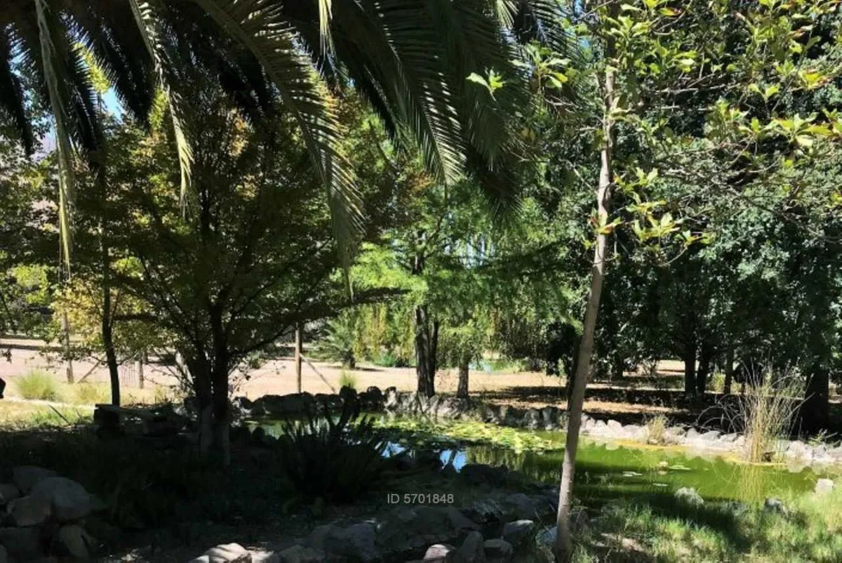 Parque Con Árboles Ornamentales Y Laguna