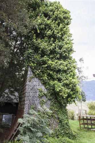 Camino a Canutillar, Ralún.