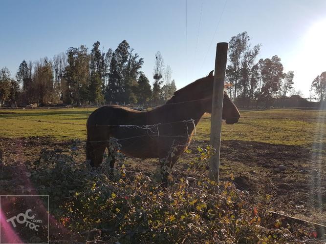 Parcelas, terreno plano, Villa Alegre