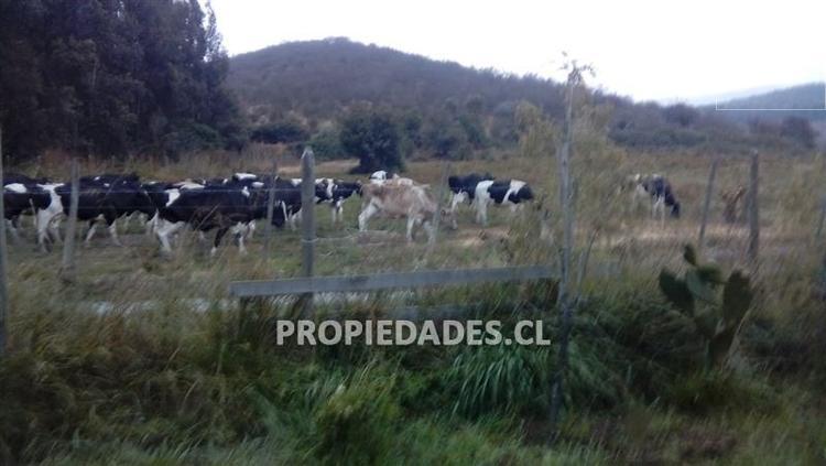 MELIPILLA CAMINO A MARIA PINTO