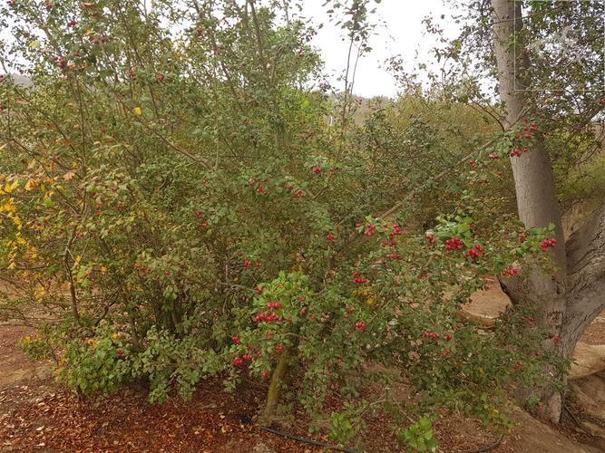 (RBR) Condominio Los Leones - Limache
