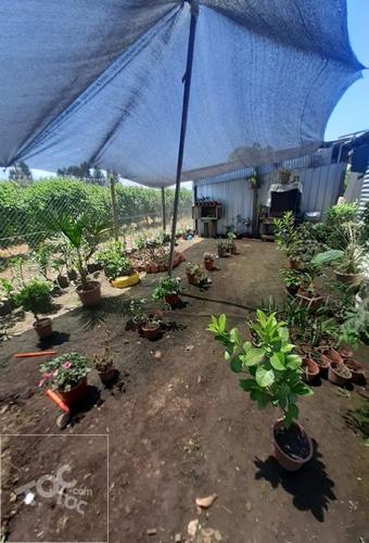 YERBAS BUENAS