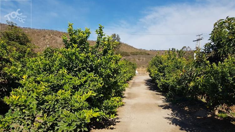 (DSM) Melipilla