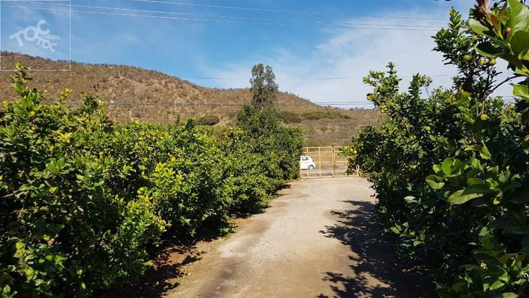 (DSM) Melipilla