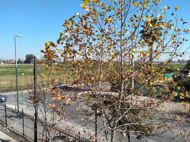 Santa Ines