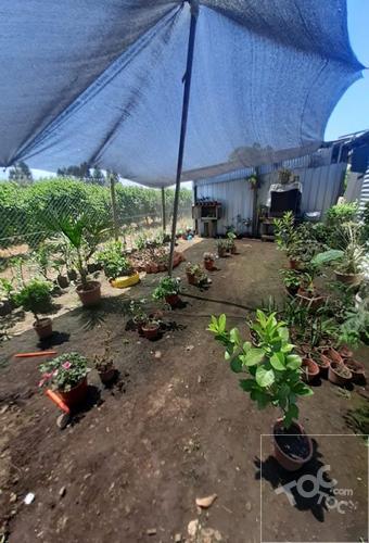 YERBAS BUENAS
