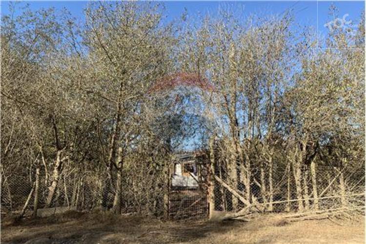 Los aromos