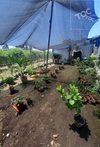 YERBAS BUENAS