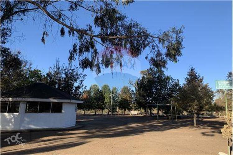 Los aromos