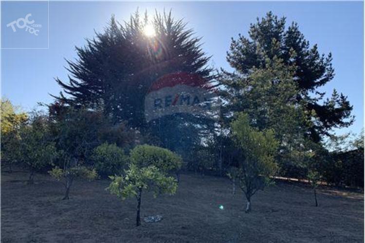 Los aromos
