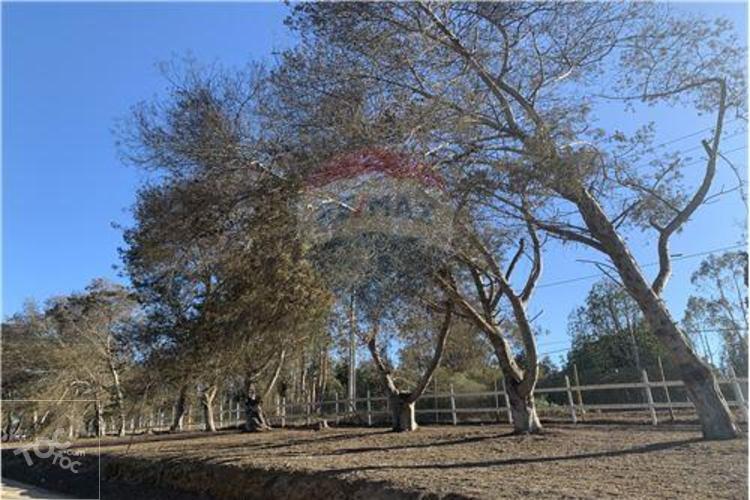 Los aromos