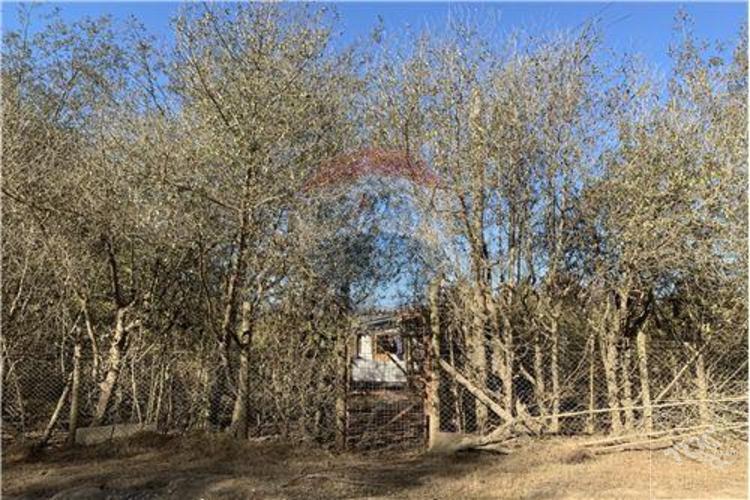 Los aromos