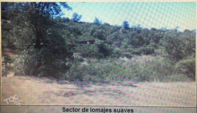 cholqui