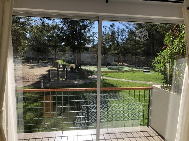 Bosques de La Candelaria, Algarrobo