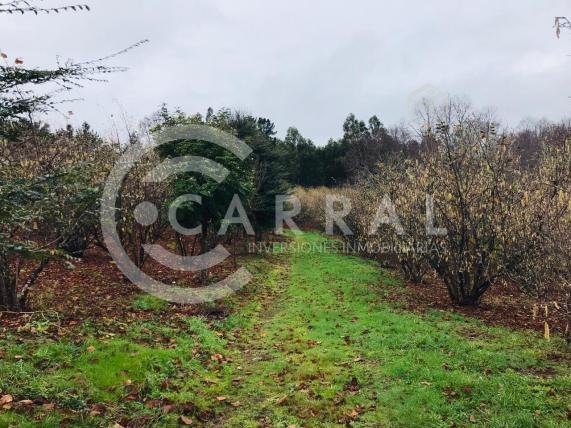 Carral Campo Agricola de 48 Ha