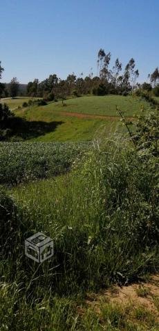 Campo 35 hectáreas